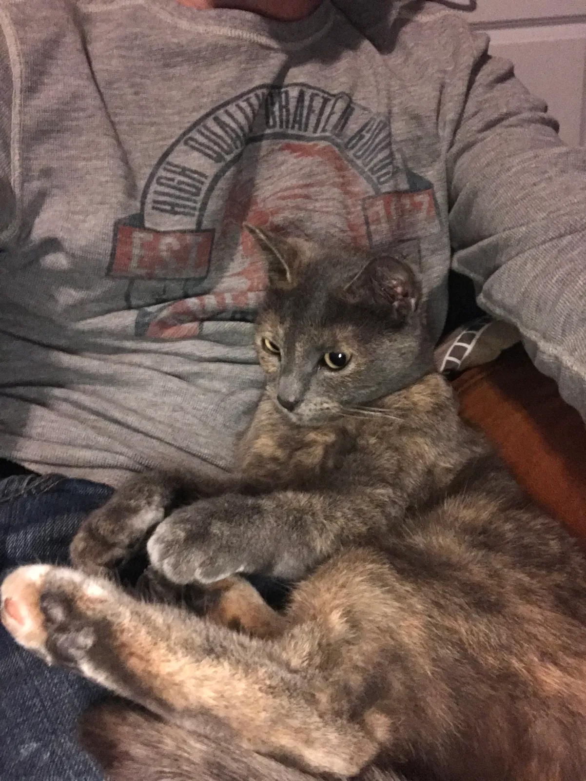 Lost cat in Forney, TX, 75126