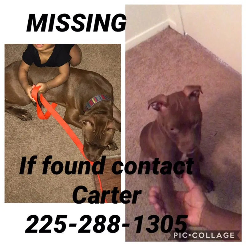 Lost dog in Baton Rouge, LA, 70816