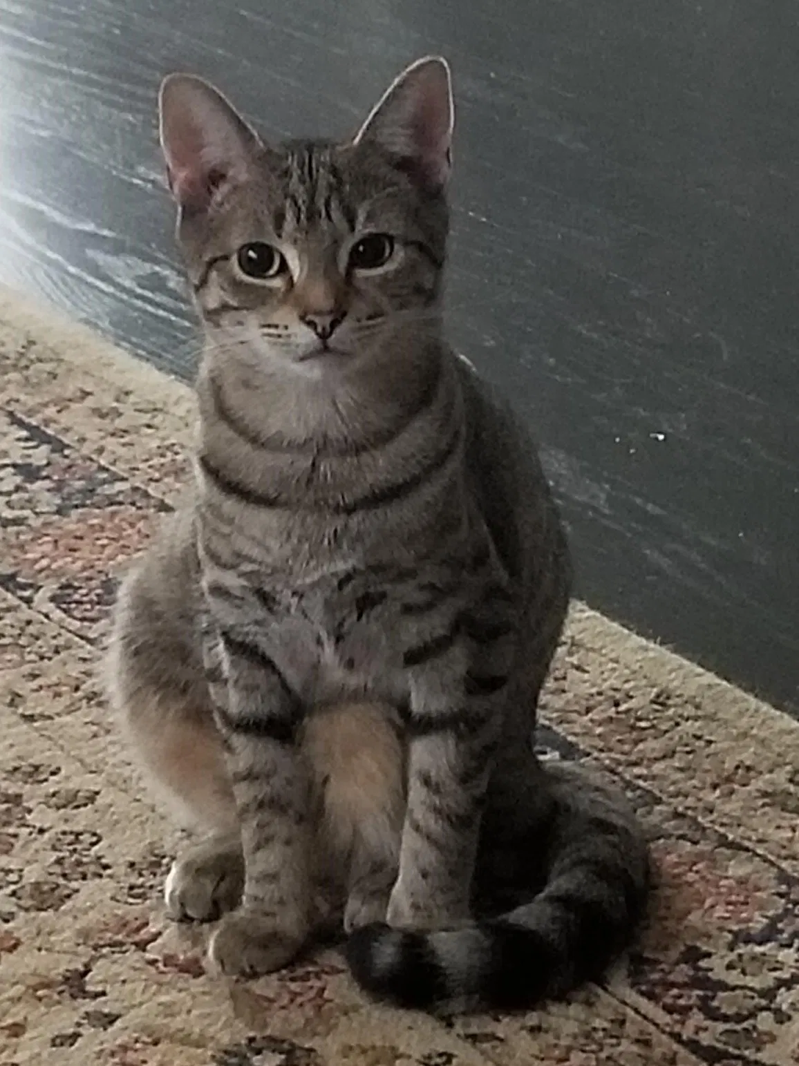Lost cat in Florence, SC, 29505