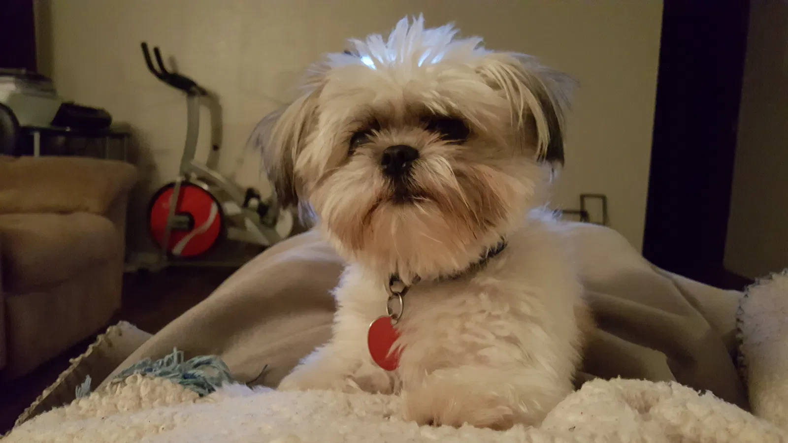 Lost dog in Wichita, KS, 67213