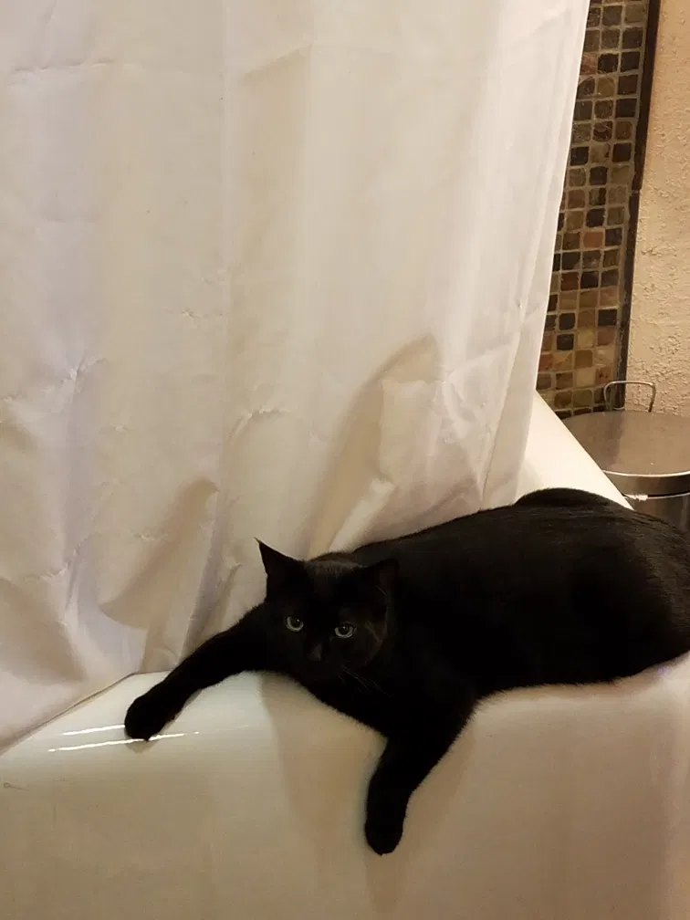 Lost cat in Oshkosh, WI, 54901