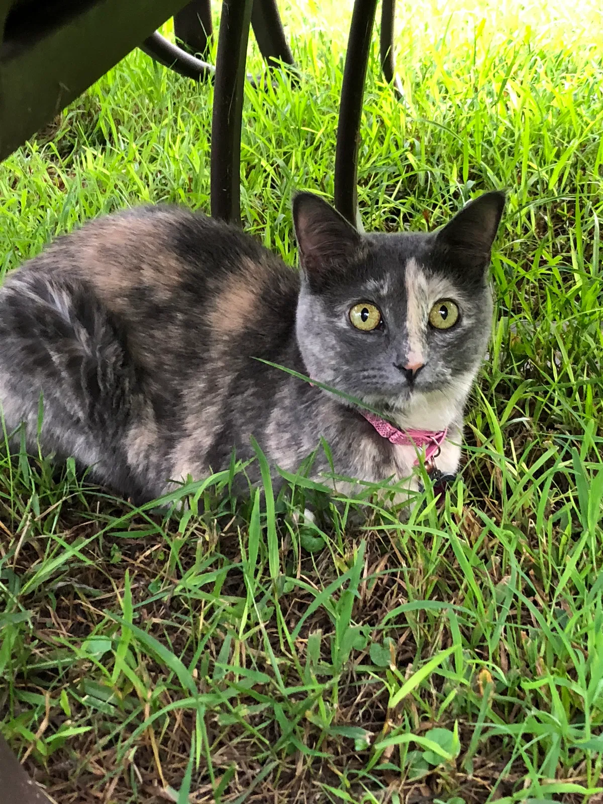 Lost cat in Marietta, GA, 30064