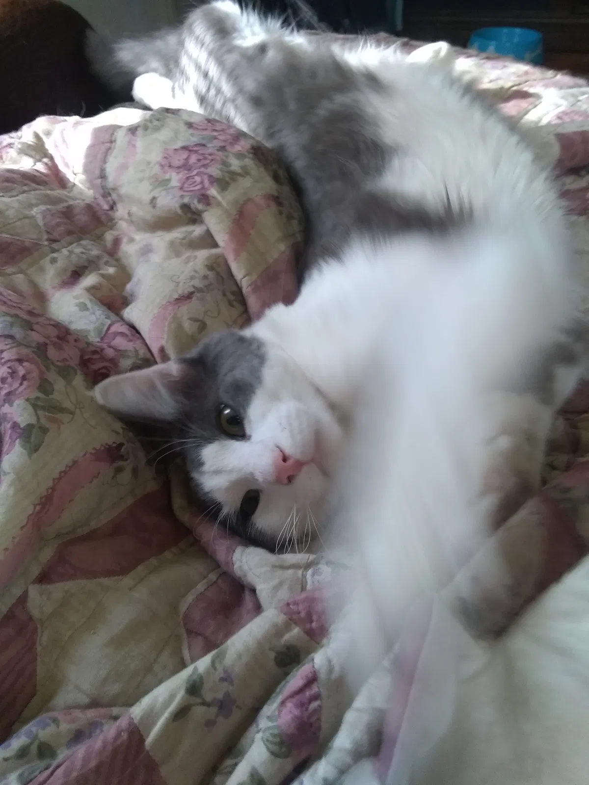 Lost cat in Saint Louis, MO, 63114