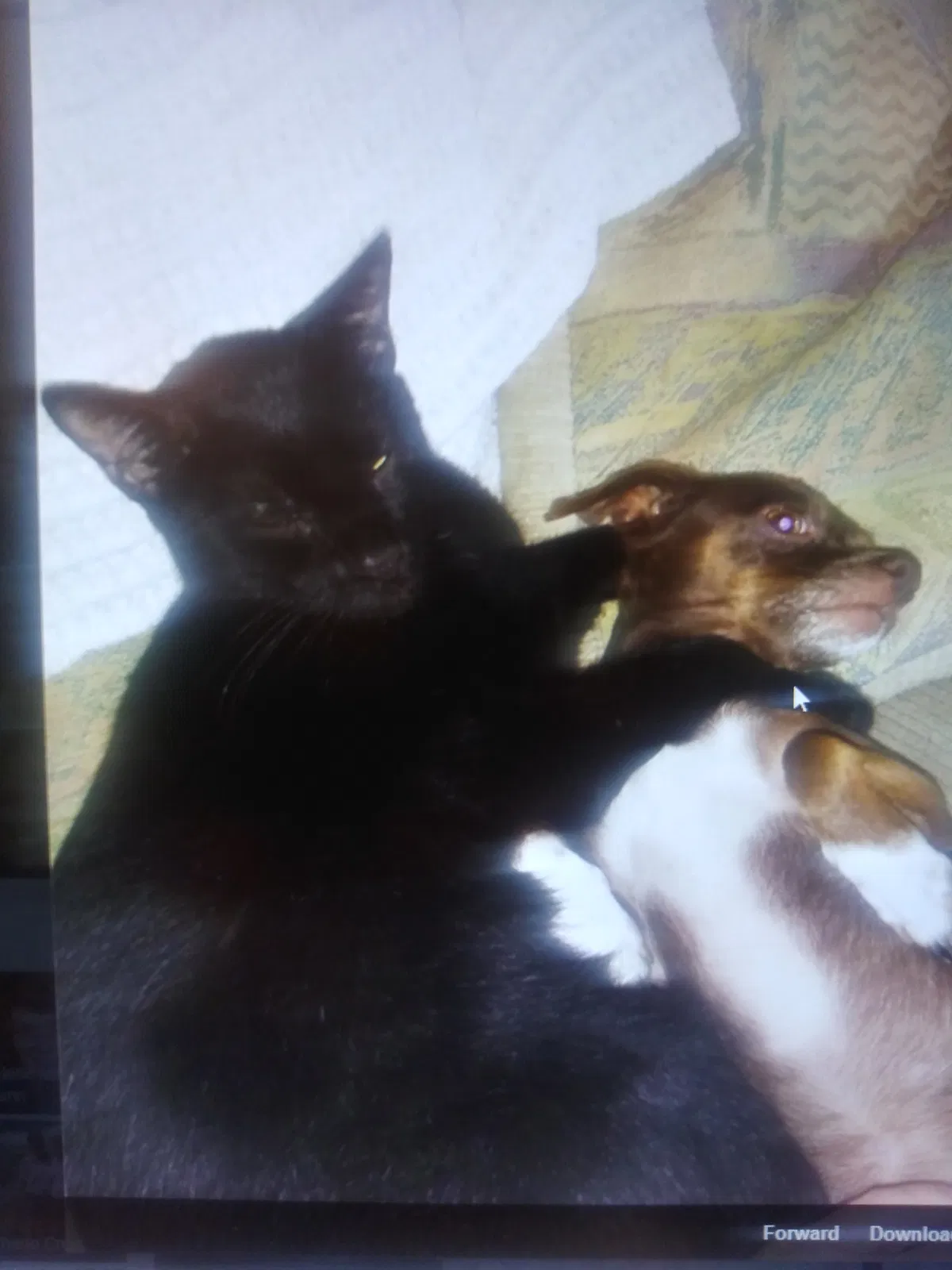 Lost cat in Bedford, TX, 76022