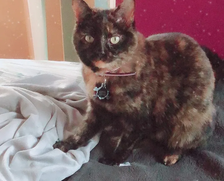 Lost cat in Grand Rapids, MI, 49512