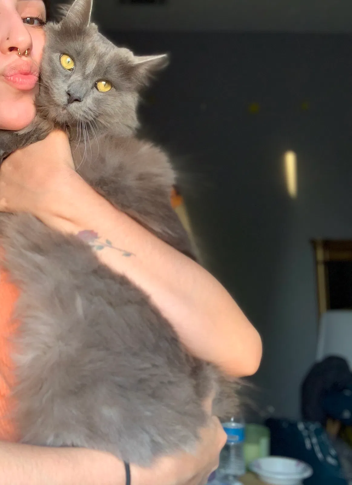 Lost cat in Fairfield, CA, 94534