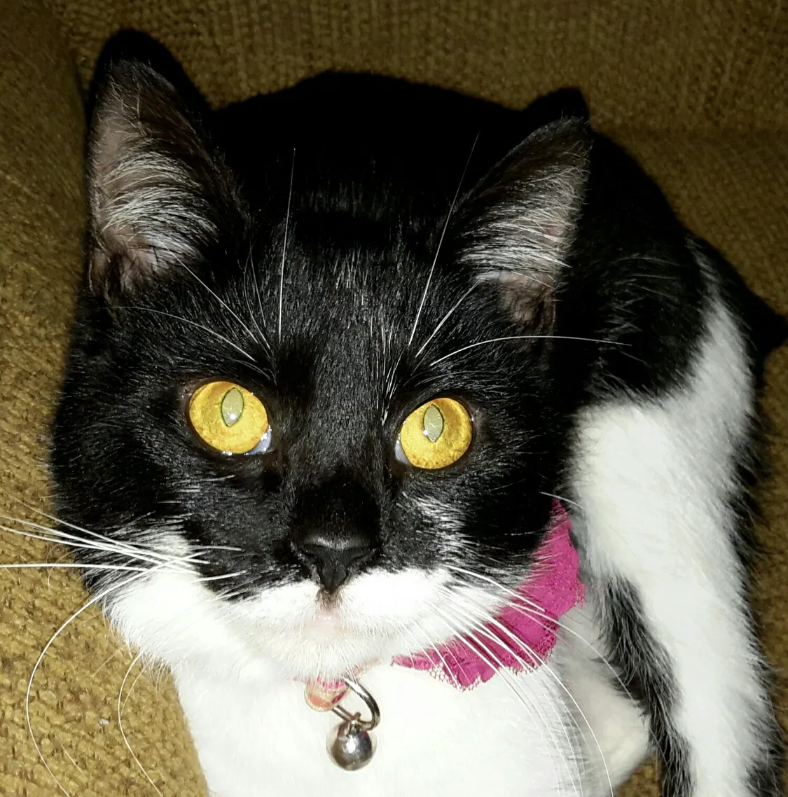 Lost cat in Harlingen, TX, 78550