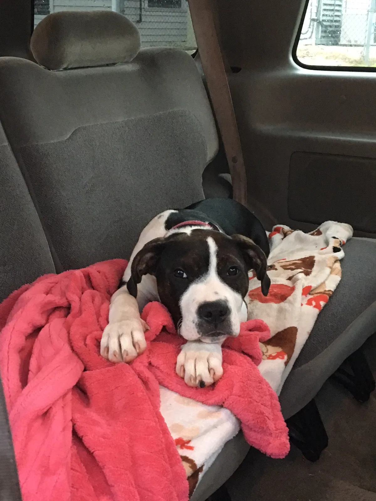 Lost dog in Madison Heights, VA, 24572