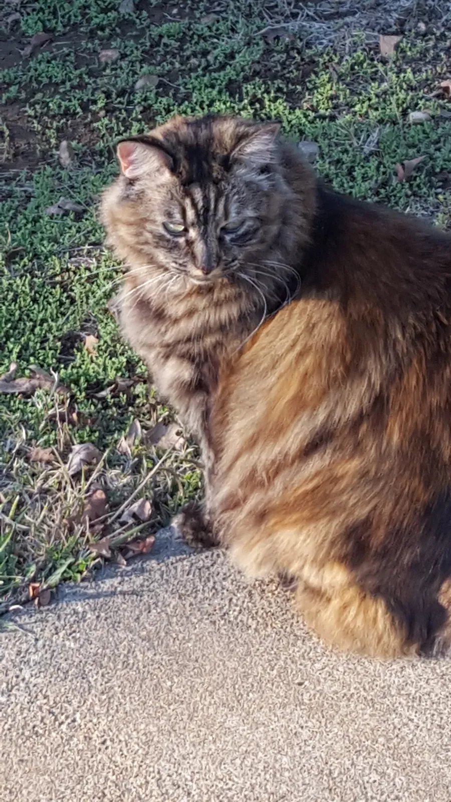 Lost cat in Roseville, CA, 95678
