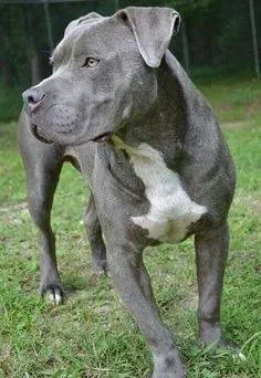 Lost dog in Middleburg, FL, 32068