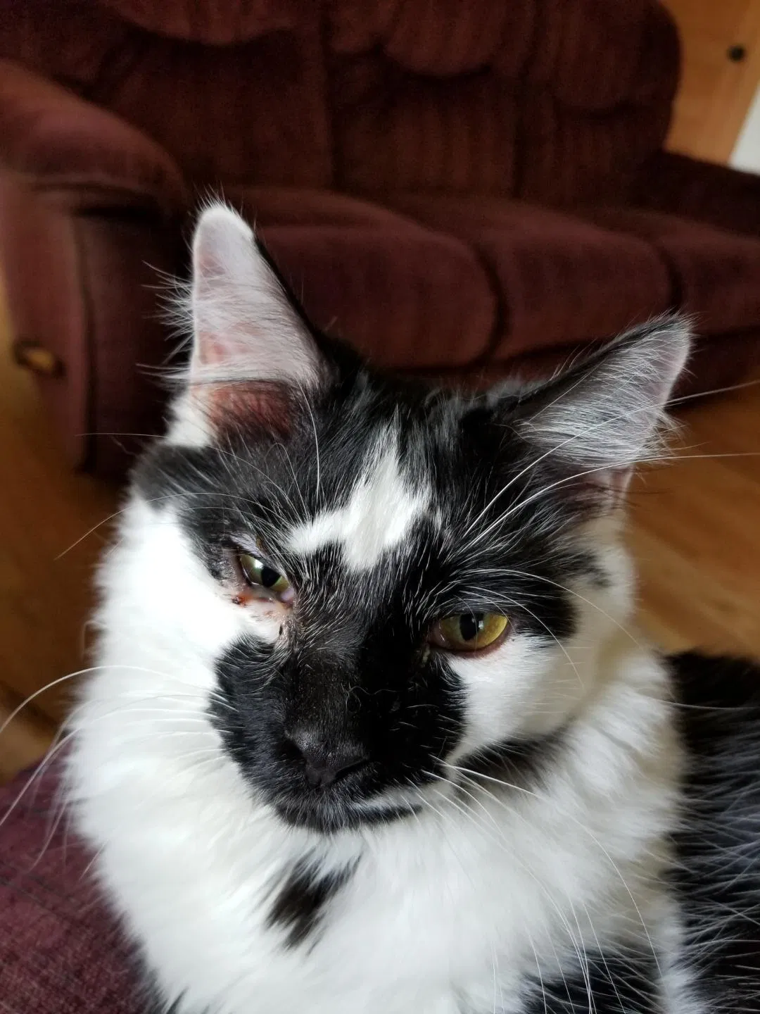 Lost cat in Unknown, SC, 29486