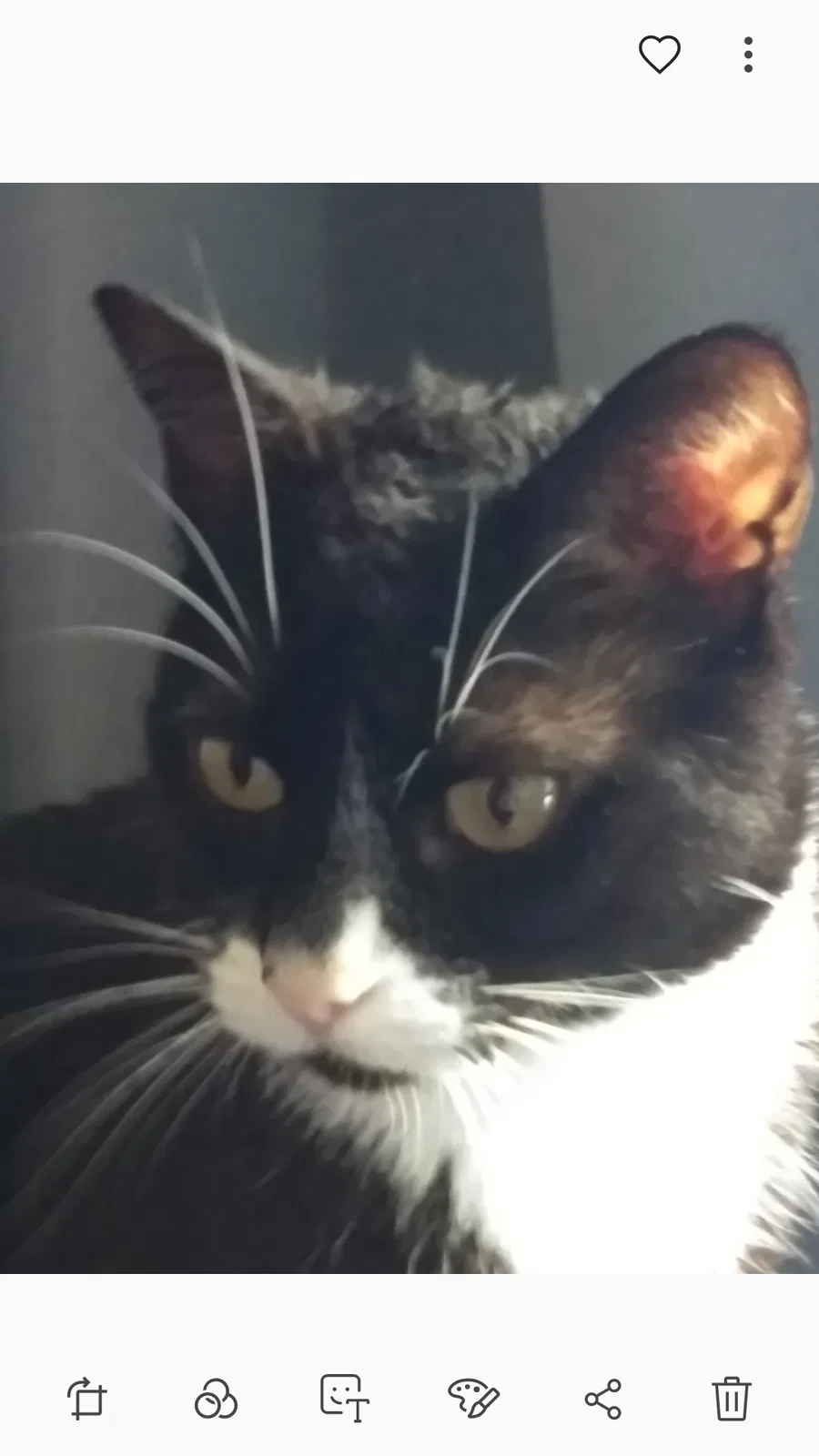 Lost cat in Albuquerque, NM, 87106