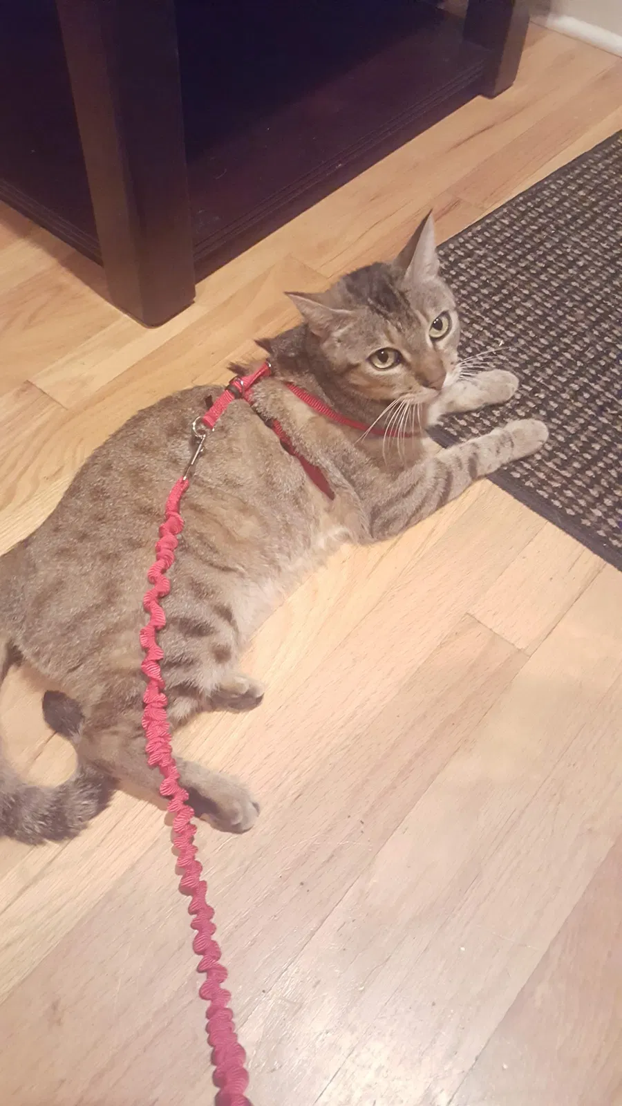 Lost cat in Columbia, SC, 29201