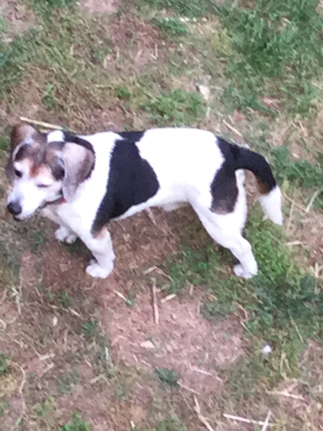 Found dog in Gaston, NC, 27832