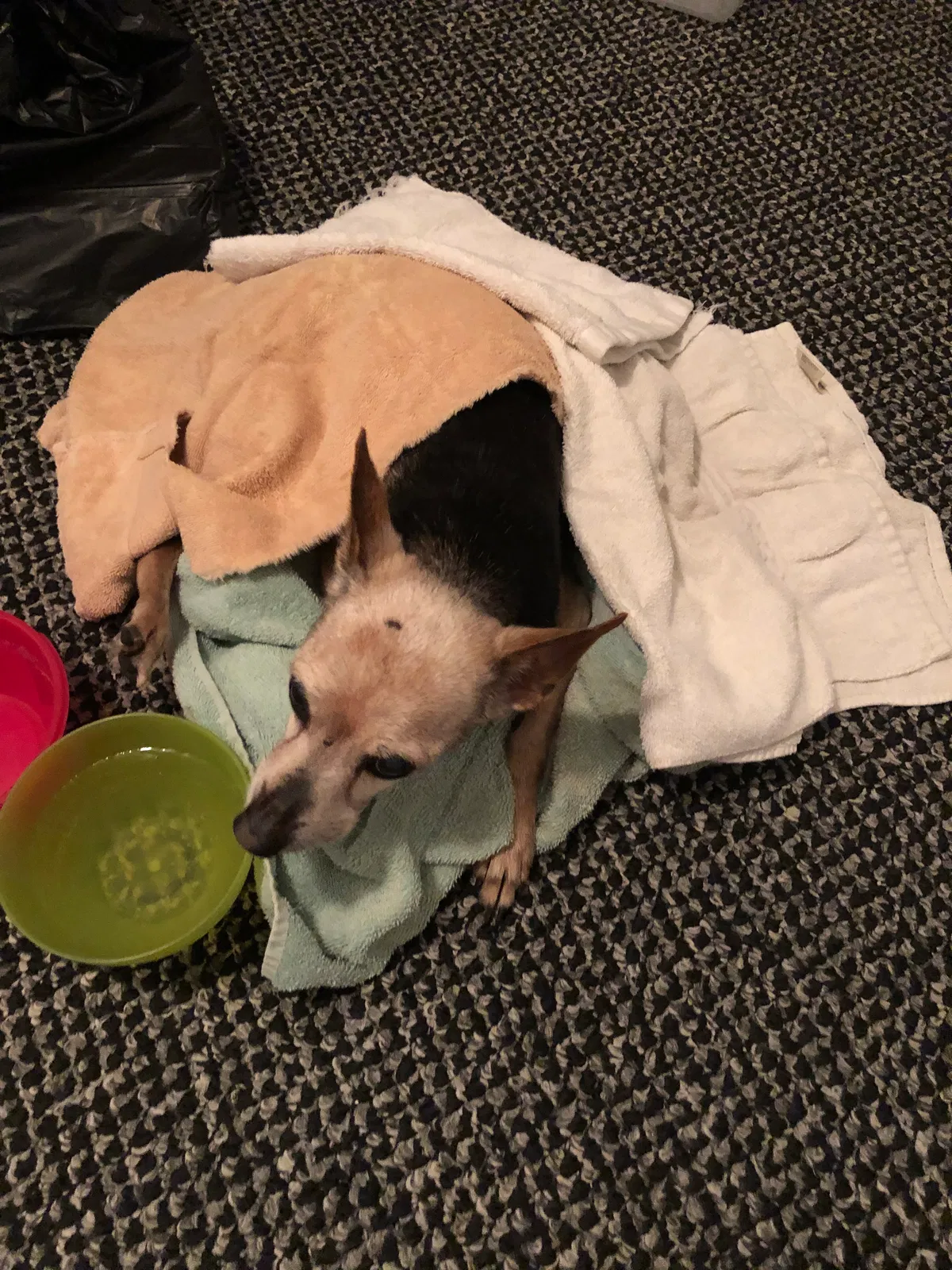 Found dog in Tulsa, OK, 74107