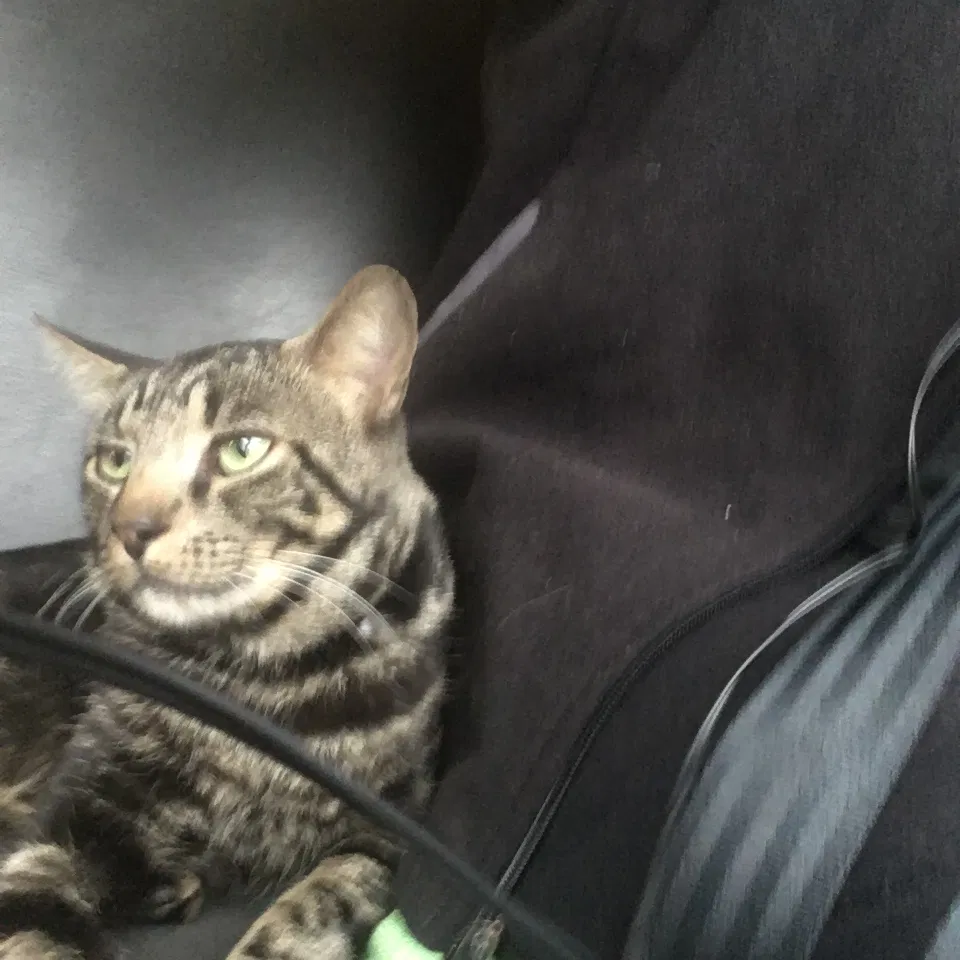 Lost cat in Naperville, IL, 60540