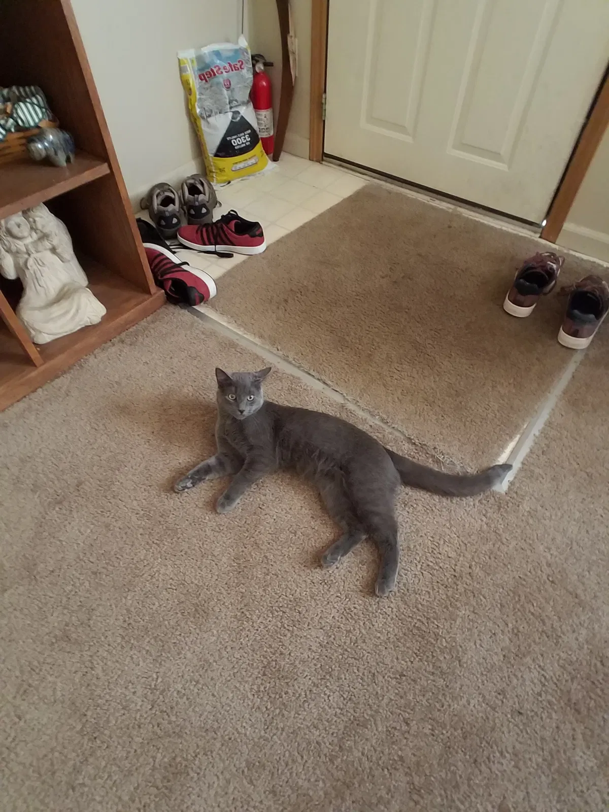 Lost cat in Elkhart, IN, 46516