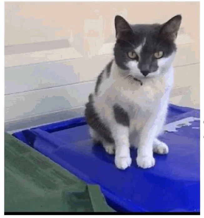 Lost cat in Hollywood, FL, 33027