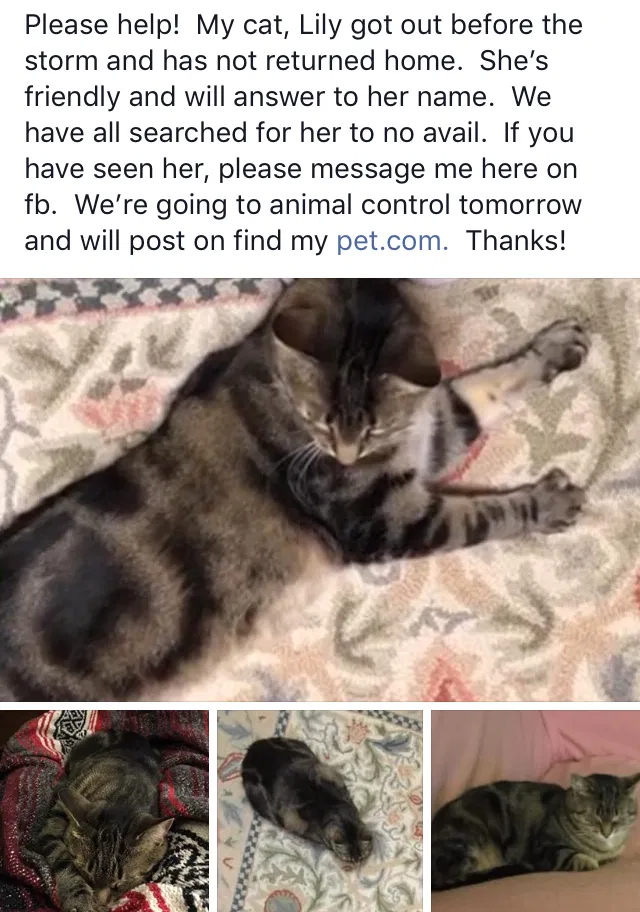 Lost cat in Saint Charles, IL, 60174