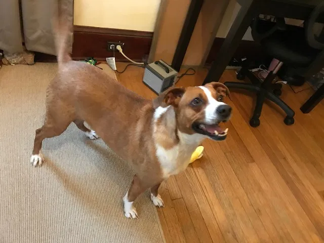 Found dog in Gardiner, NY, 12525