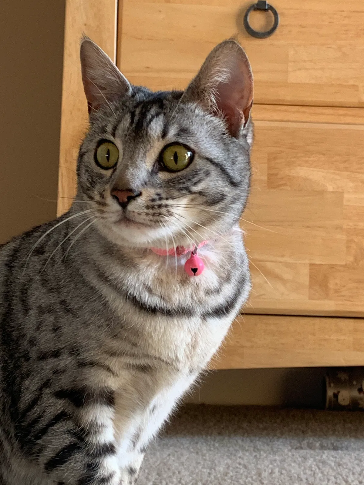 Lost cat in Xenia, OH, 45385