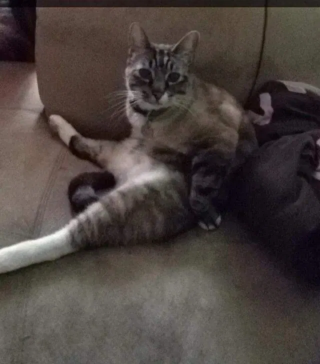 Lost cat in Rochester, WA, 98579