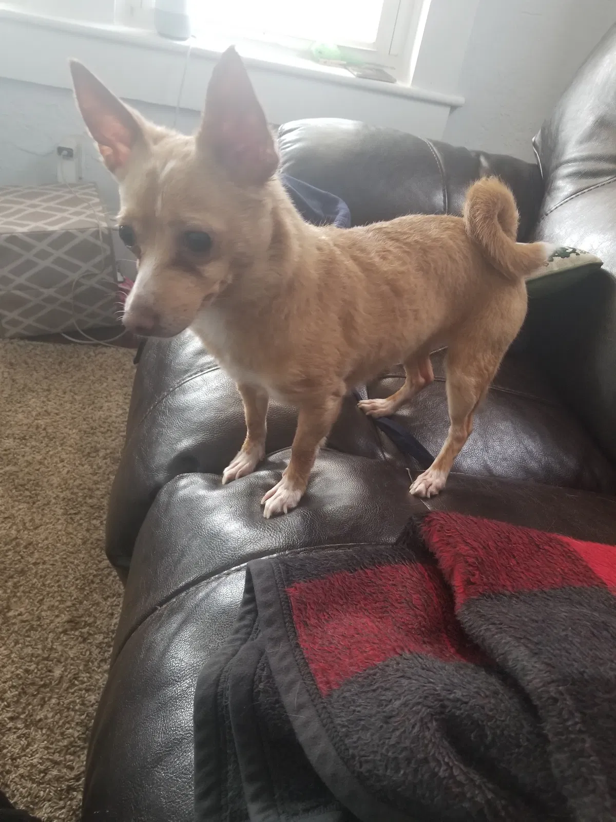 Lost dog in Dallastown, PA, 17313