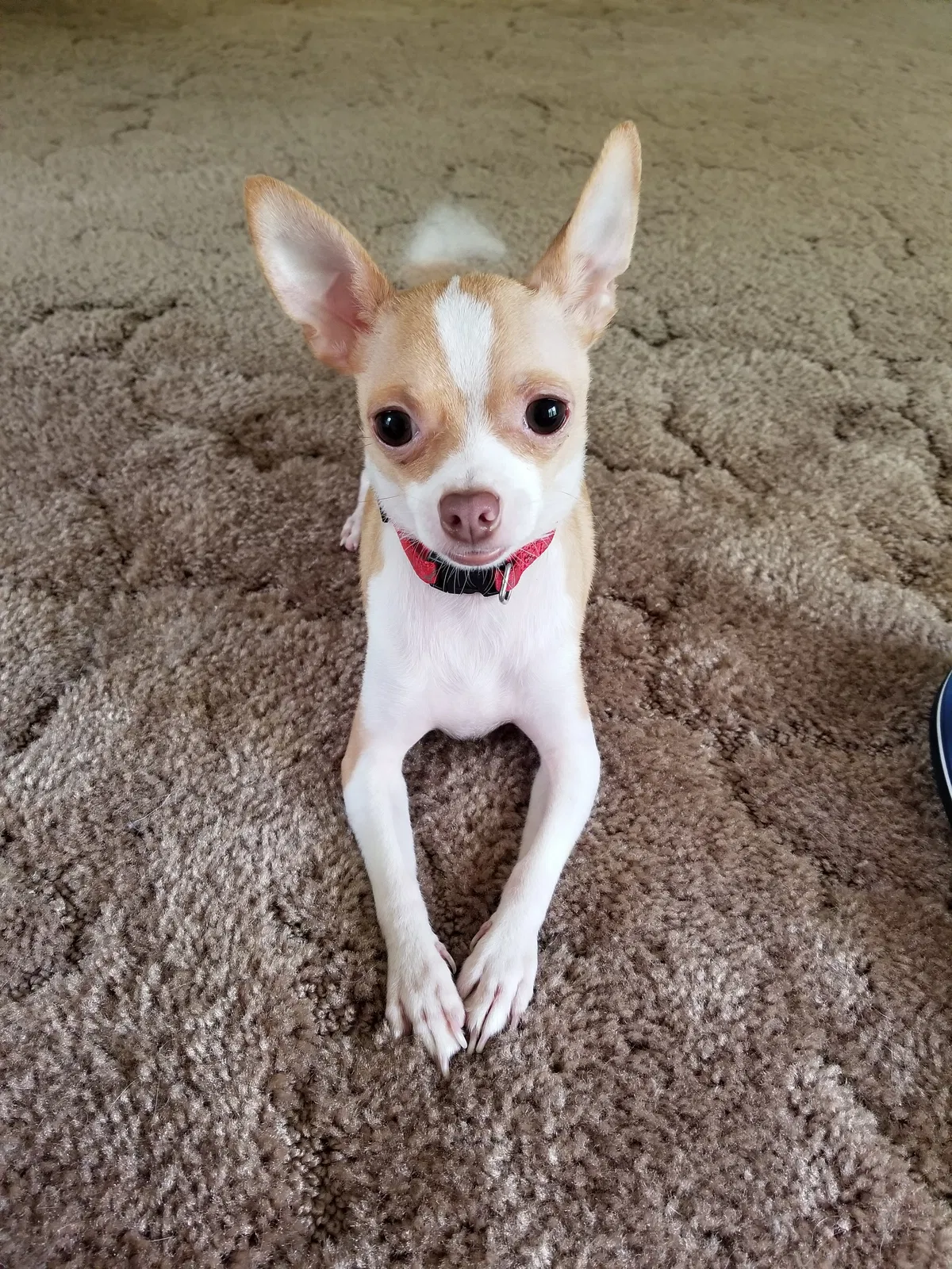 Lost dog in Tallahassee, FL, 32305