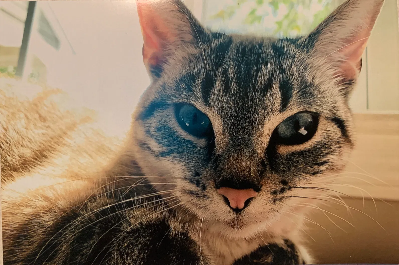Lost cat in Noblesville, IN, 46062
