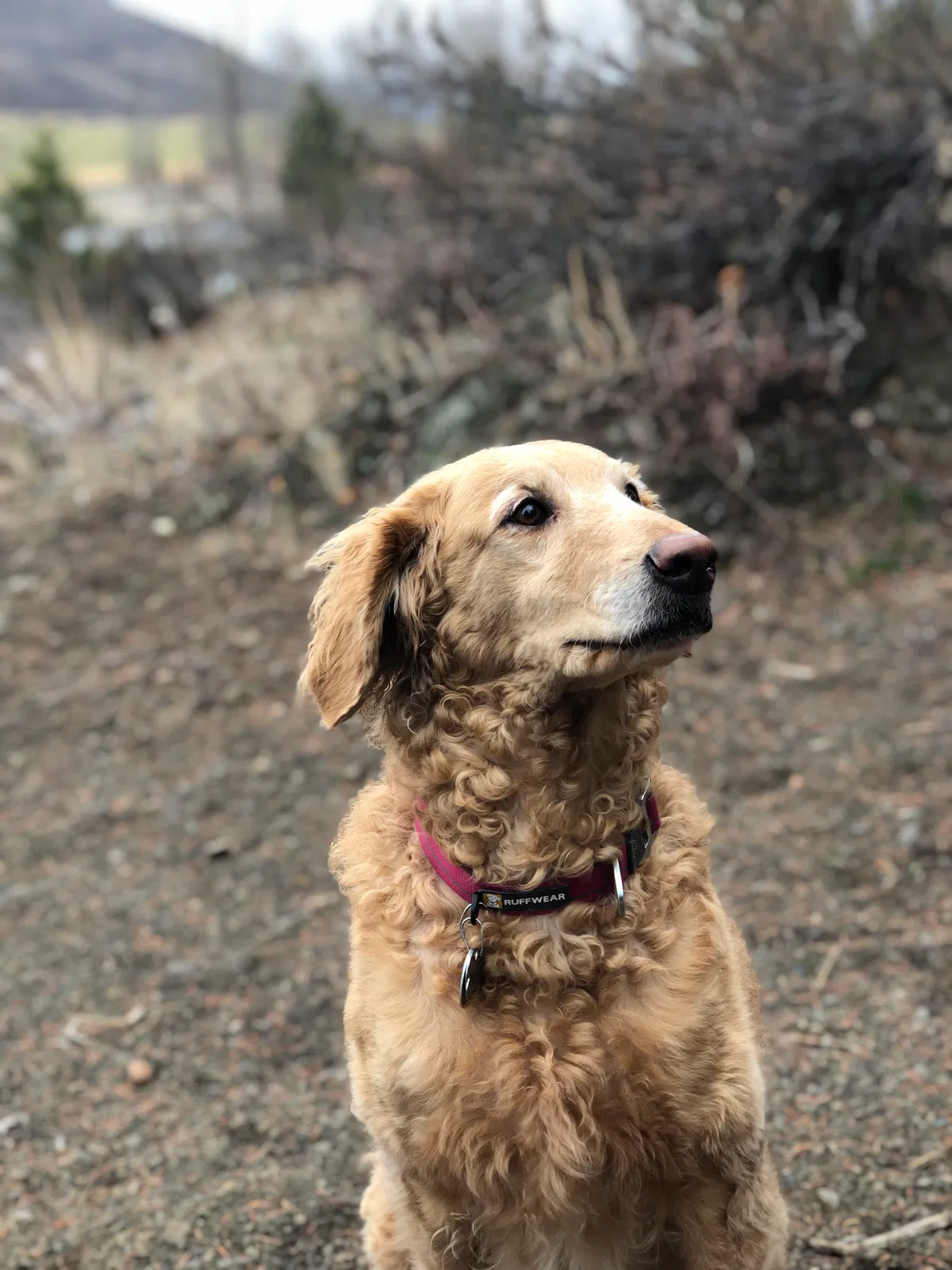 Lost dog in Moab, UT, 84532