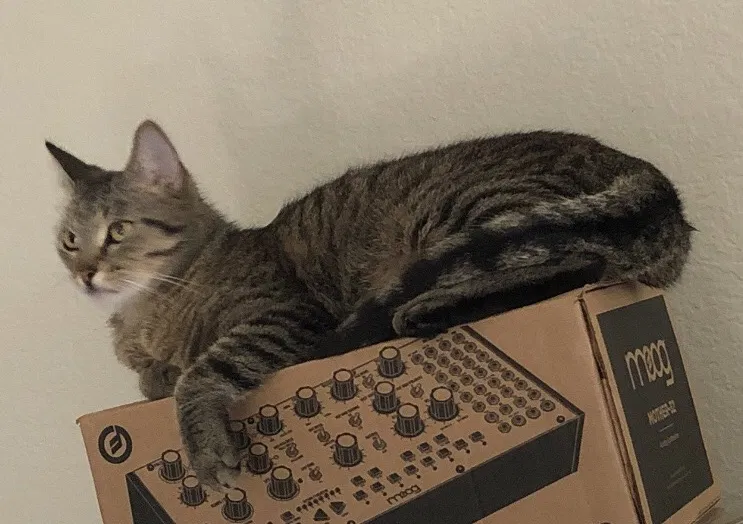 Lost cat in San Diego, CA, 92129