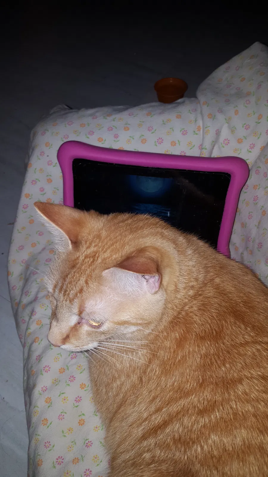 Lost cat in Sistersville, WV, 26175