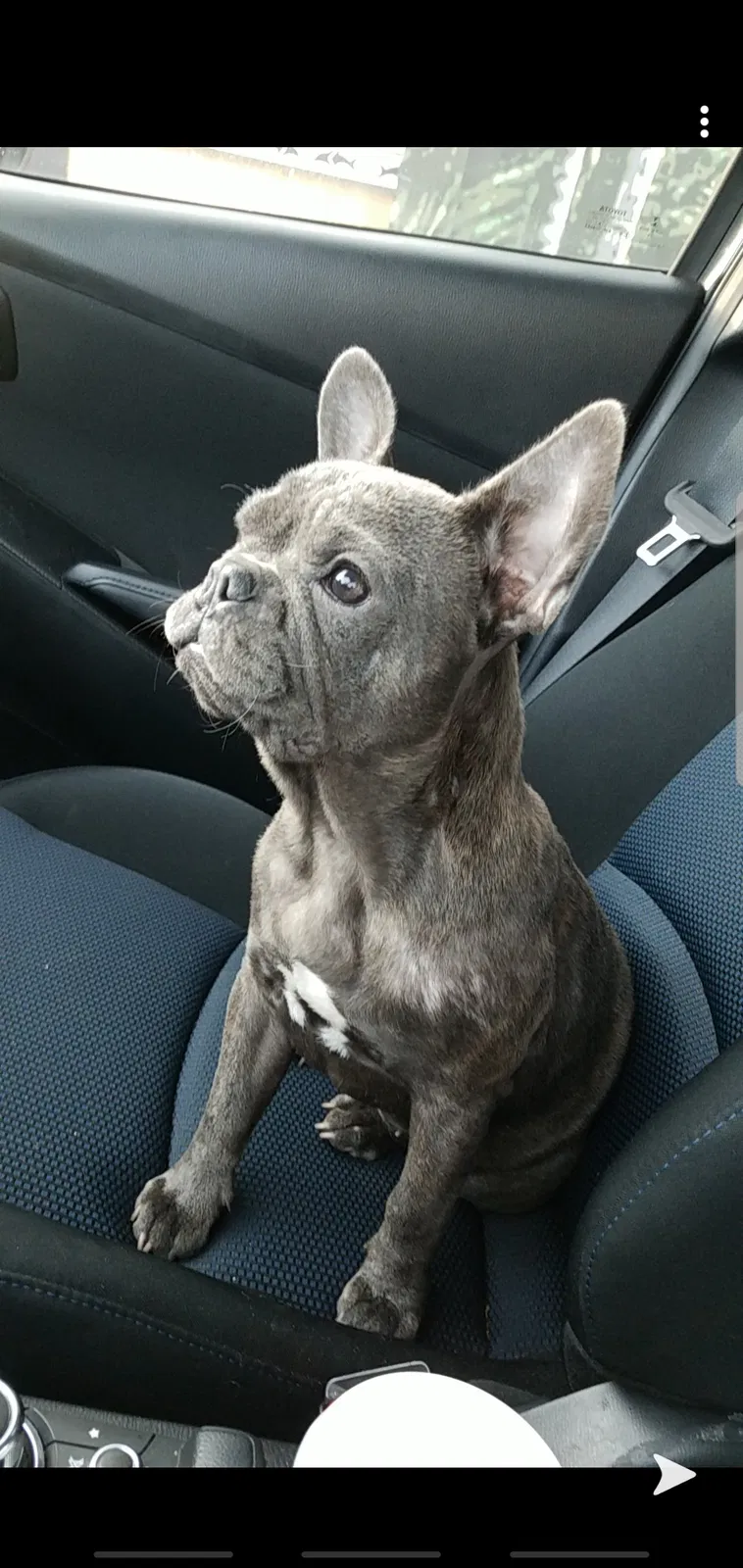 Lost dog in Long Beach, CA, 90802