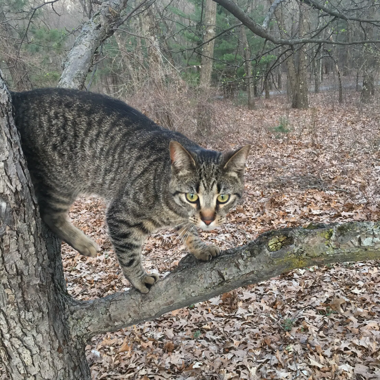 Lost cat in Ada, MI, 49301