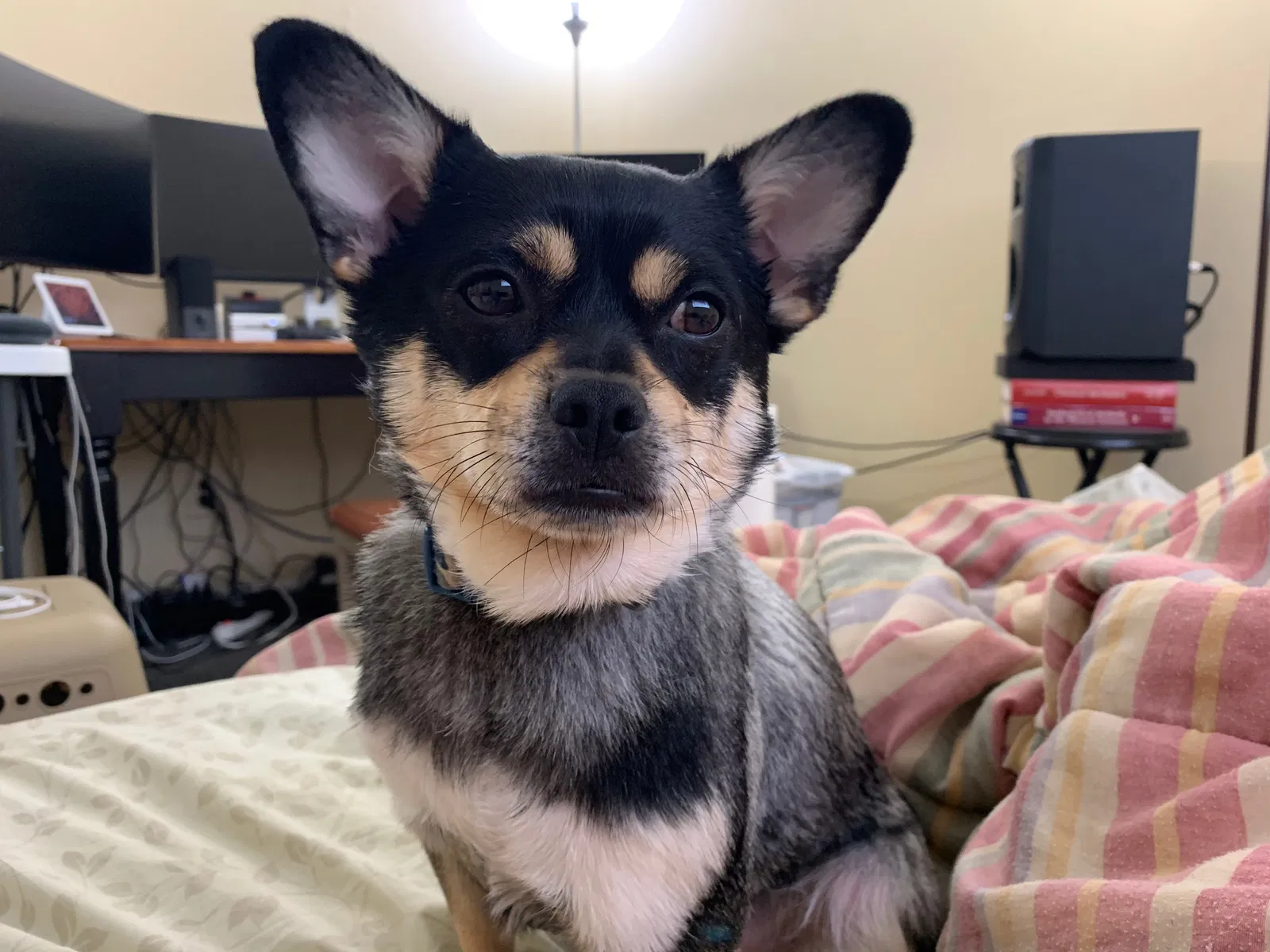 Lost dog in Atlanta, GA, 30329