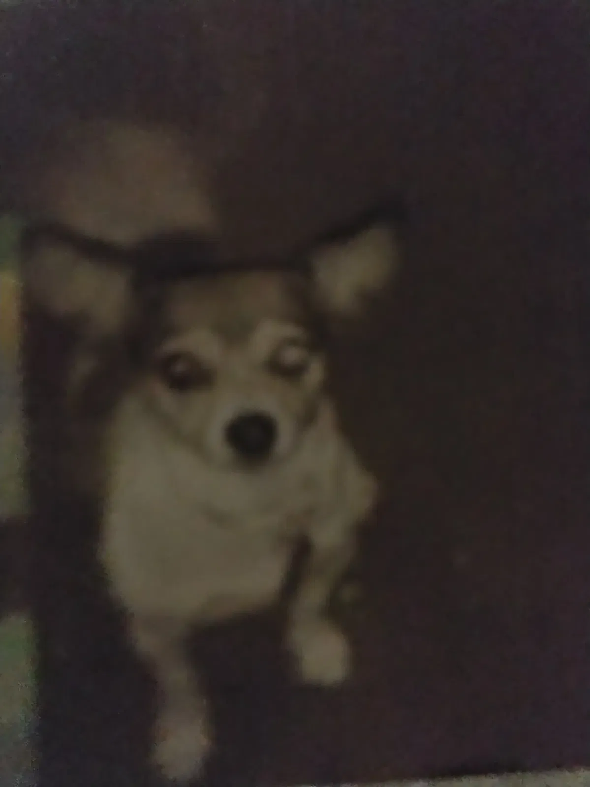 Lost dog in Tempe, AZ, 85281