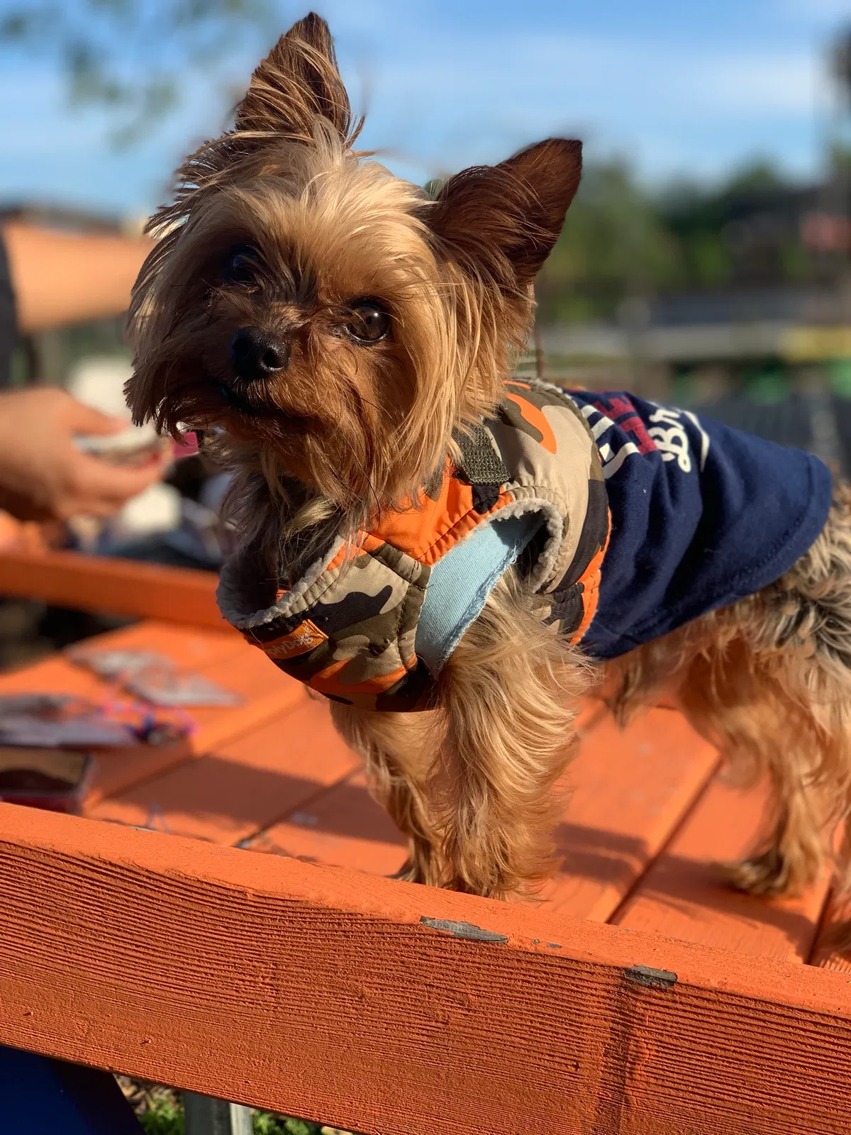 Lost dog in Santa Rosa, CA, 95407