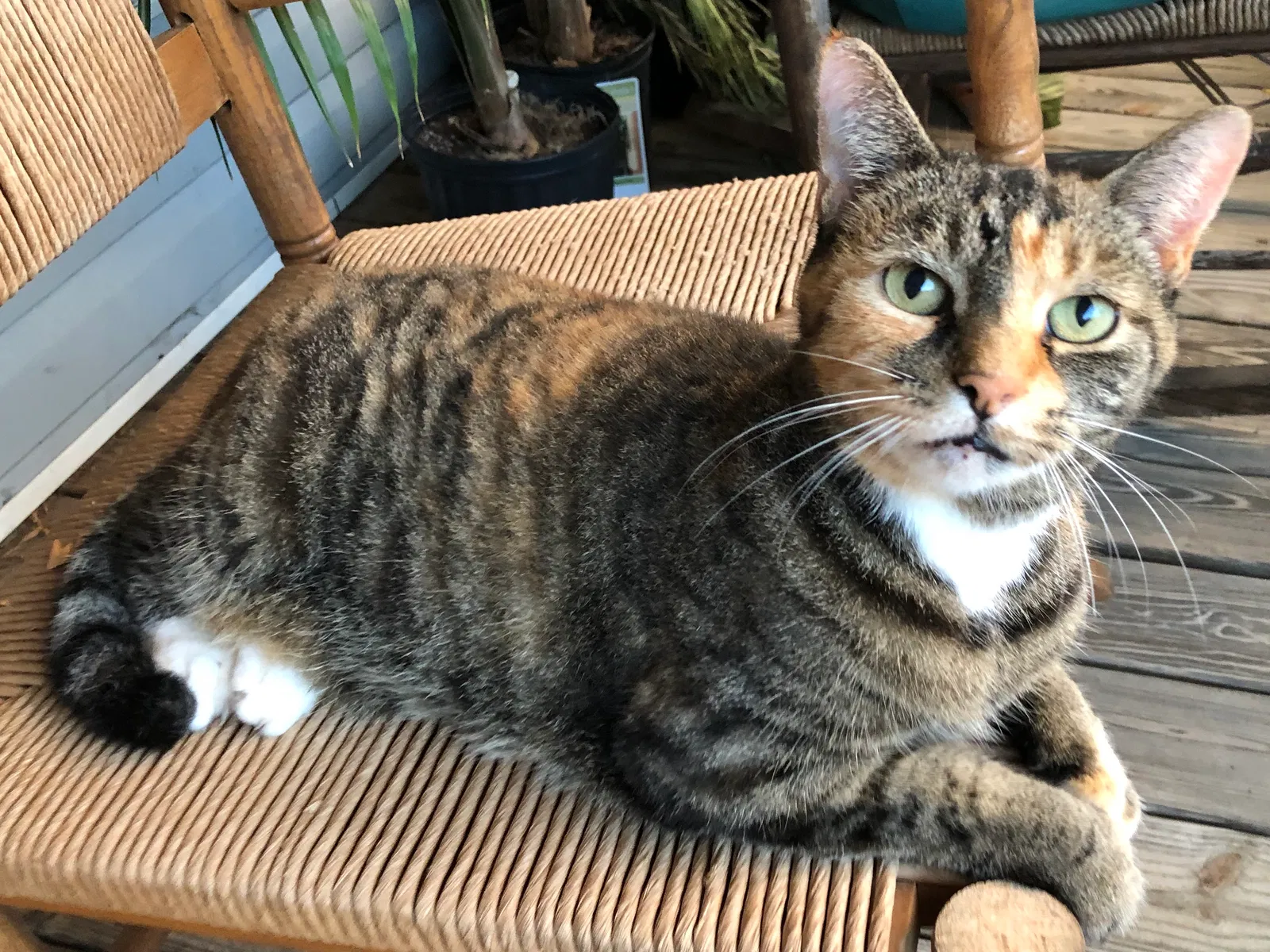 Lost cat in Watkinsville, GA, 30677