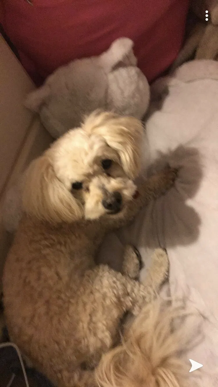 Lost dog in Sylmar, CA, 91342
