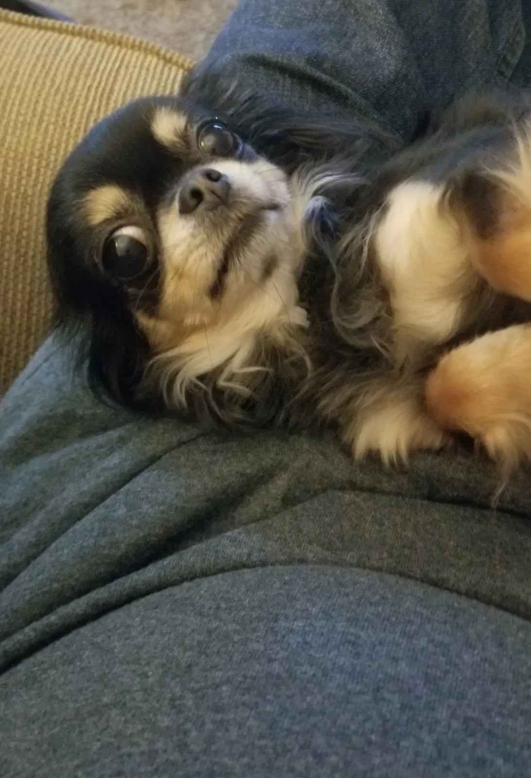 Lost dog in Aurora, CO, 80012