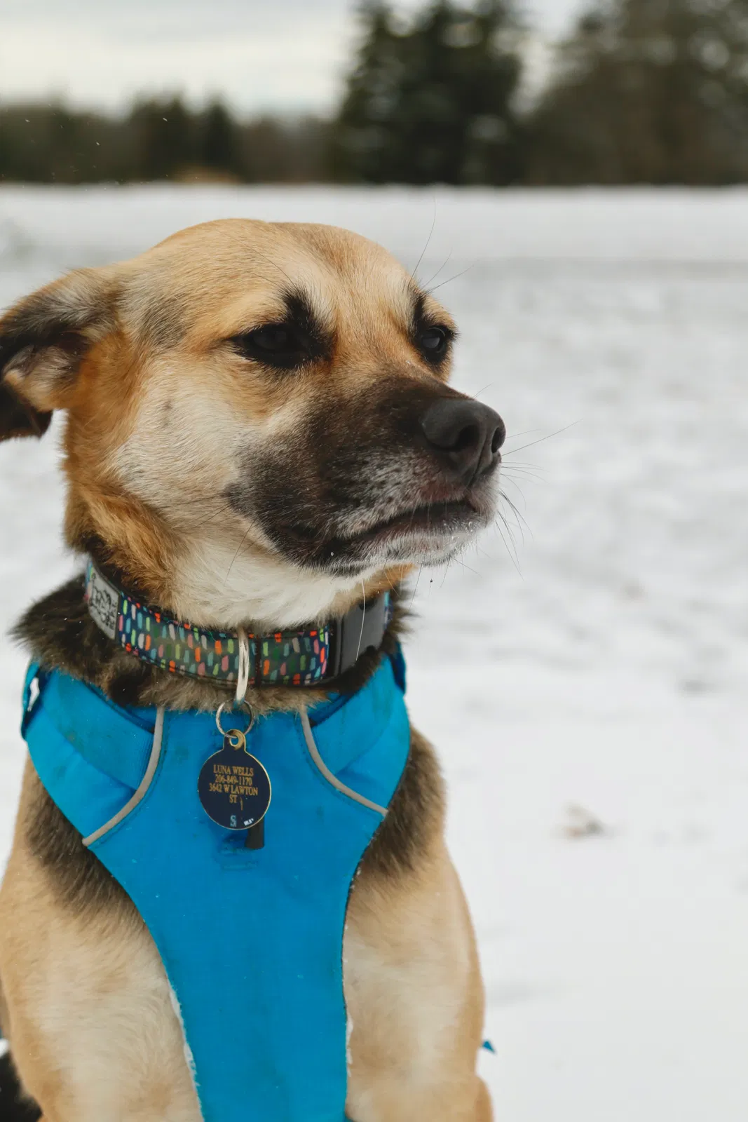Lost dog in Seattle, WA, 98107