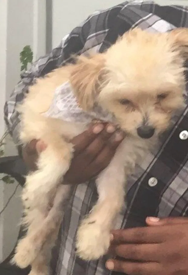 Lost dog in Dayton, OH, 45406