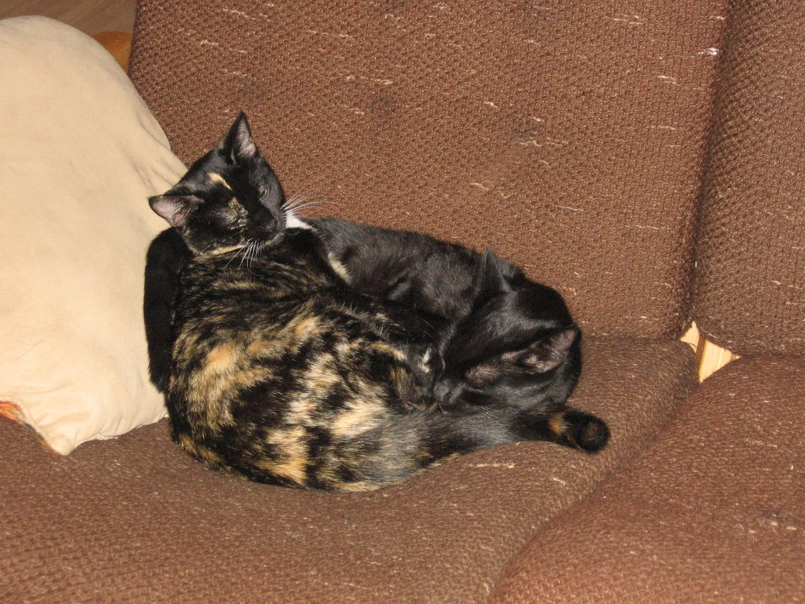 Lost cat in Athens, GA, 30606