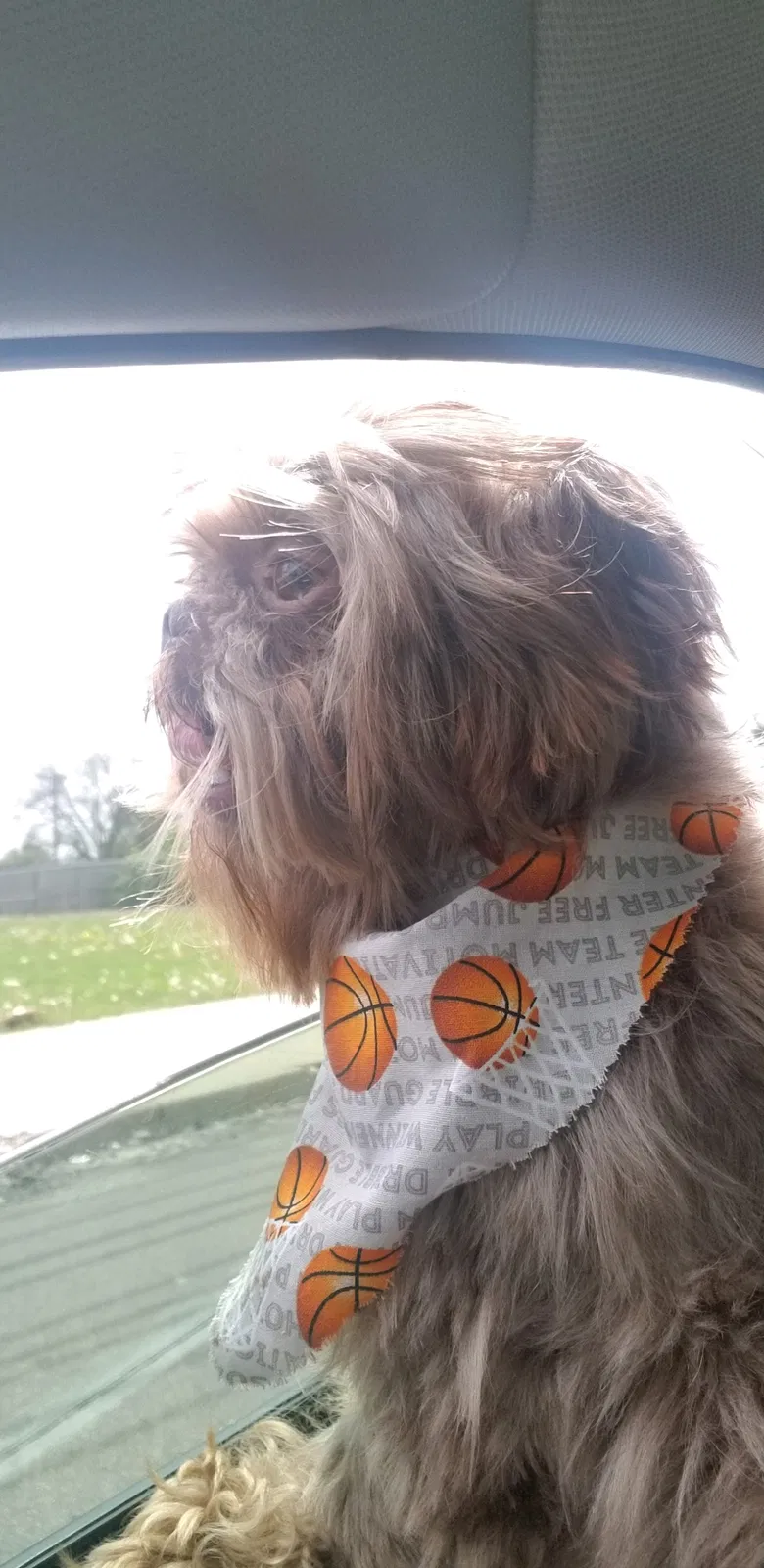 Lost dog in Dayton, OH, 45406