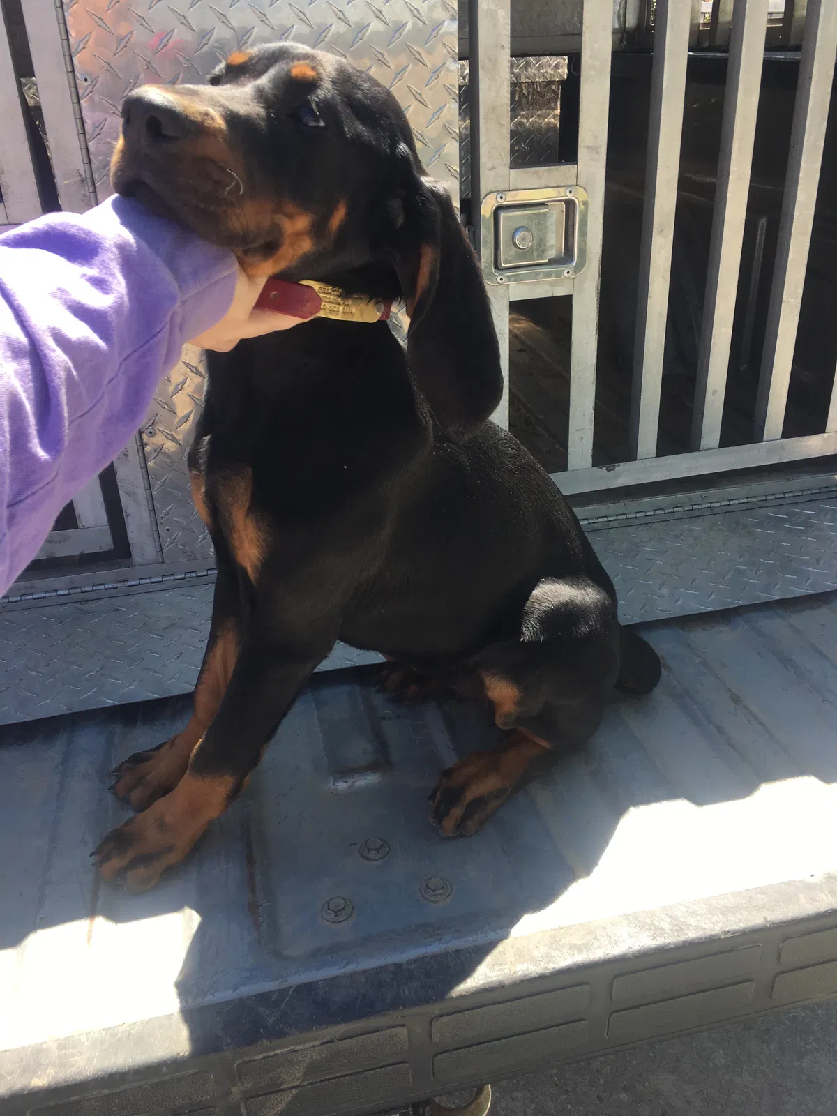 Lost dog in Burgaw, NC, 28425