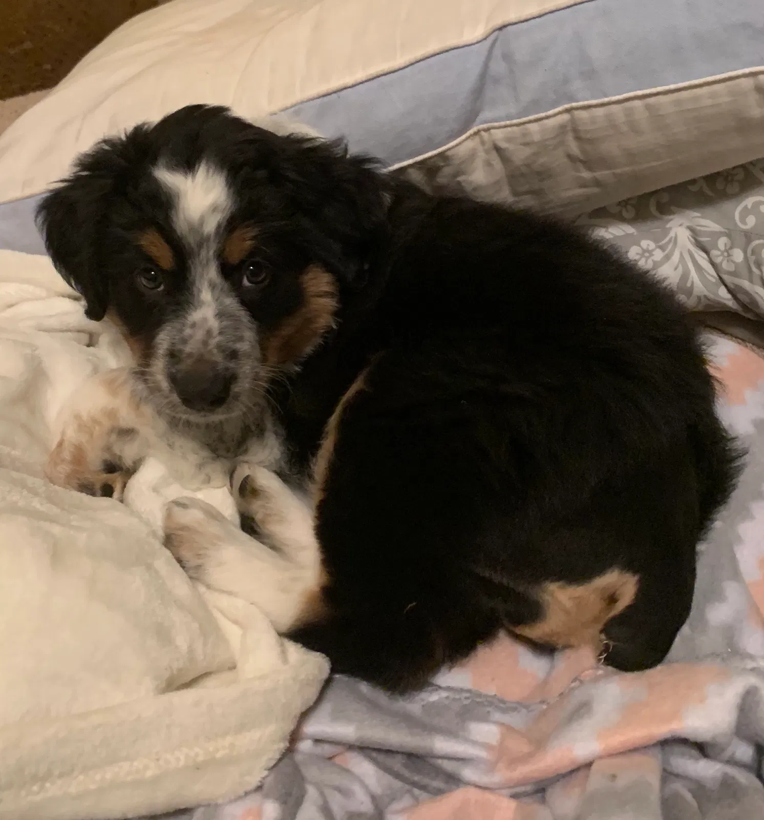 Lost dog in Jacksonville, NC, 28546