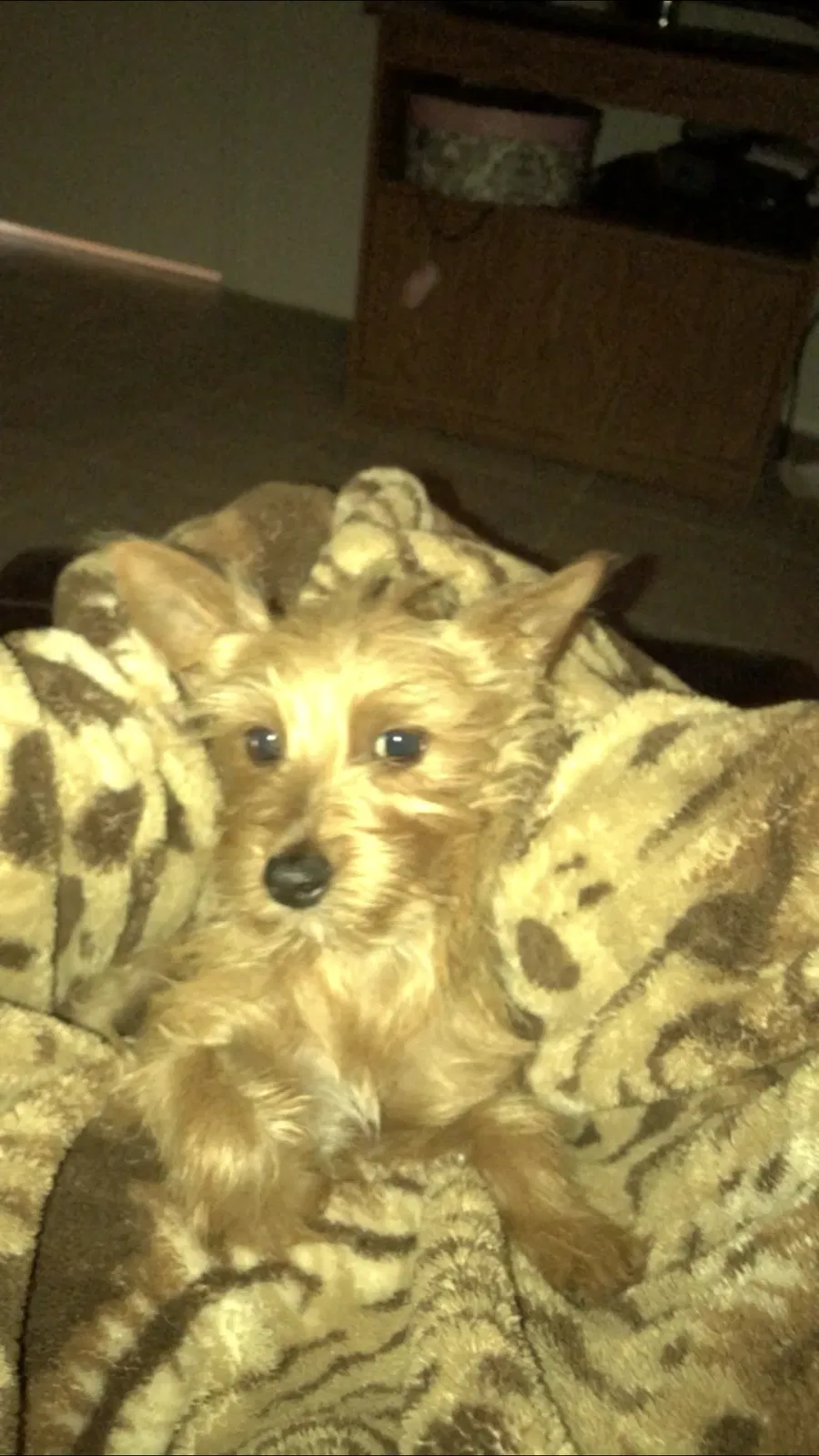 Lost dog in North Port, FL, 34287