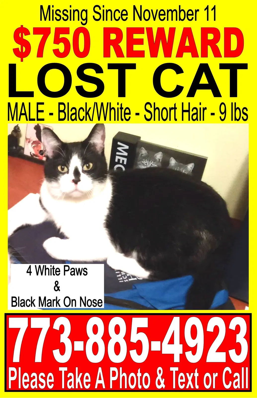 Lost cat in Mount Prospect, IL, 60056