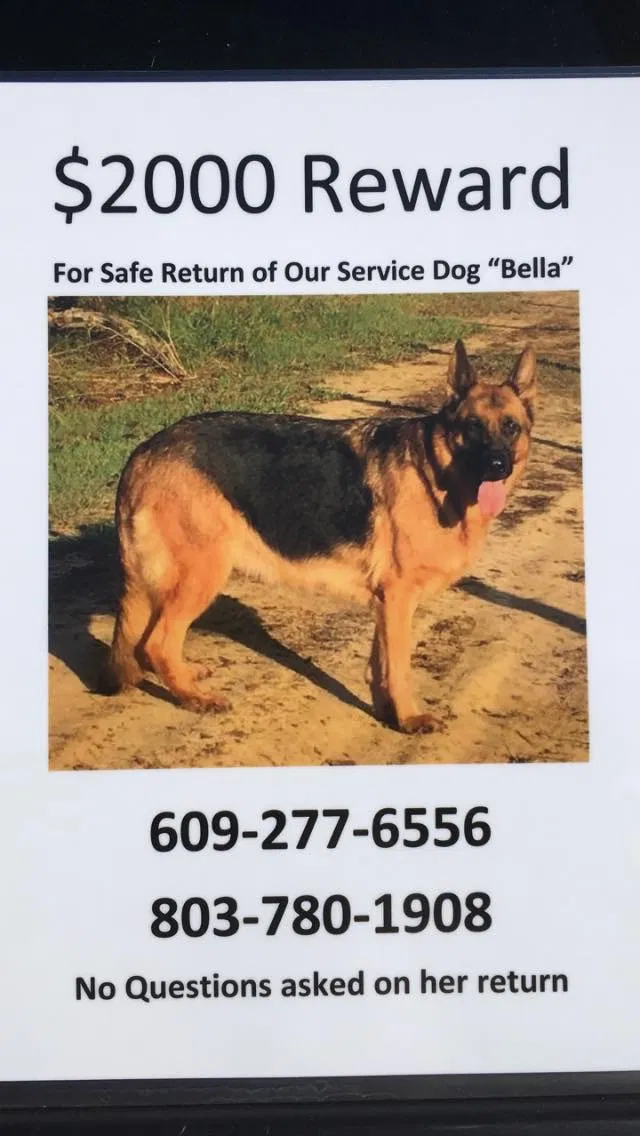 Lost dog in Rowesville, SC, 29133