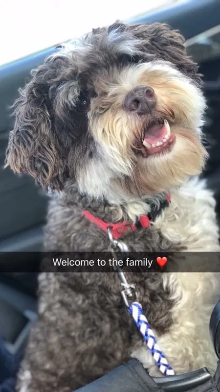 Lost dog in Erie, PA, 16506
